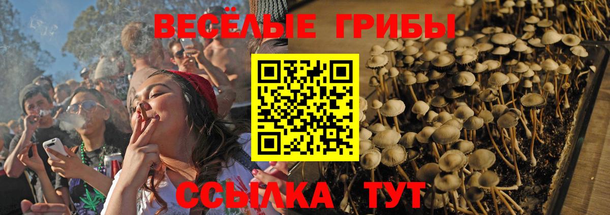 Галлюциногенные грибы Psilocybe Благовещенск